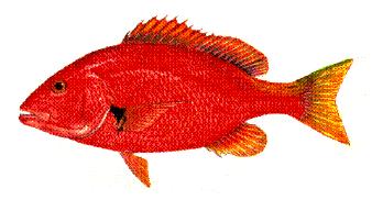 Blackfin Snapper The blackfin snapper (Lutjanus buccanella ) occupies shelf edge habitat from Cape Hatteras, NC to the Caribbean Antilles, and in the Gulf of Mexico (Böhlke and Chaplin, 1993).