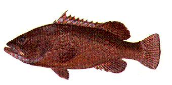 weights of at least 190 kg. Average lengths for fish aged 1, 5, 10, 15, 20, and 24 years are 330, 914, 1,194, 1,295, 1,397, and 1,473 mm (Manooch and Mason, 1987).