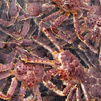 BSAI CRAB FISHERIES Nine separate stocks comprised of five different species: red king crab blue king crab golden king crab tanner crab snow crab