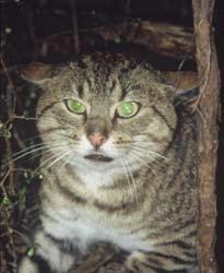 Feral Cats Feral Cats Cats have been recorded as taking adult and young Marsh Crakes and should probably be targeted in wetlands, though they may at times be contributing positively by taking rats.