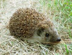 Hedgehogs are a proven threat to ground nesting birds in open areas and can be