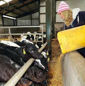23 Successful Weaning of Calves 1 When can I wean calves? Calves should only be weaned after they have been eating at least 1kg of starter concentrates per day for three consecutive days.