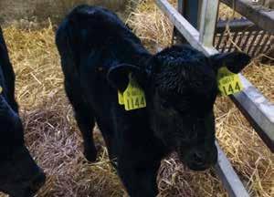 1 At what age must calves be ear tagged? The tagging system requires the application of two identically numbered yellow plastic ear tags to calves born on a holding within 20 days of birth.