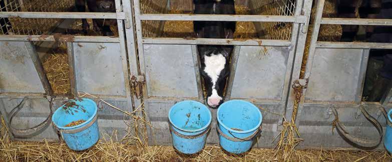 Section 7 23 Successful Weaning of Calves Introduction Weaning can be a stressful time for calves as they change from a liquid diet from predominantly animal protein sources to a solid diet from