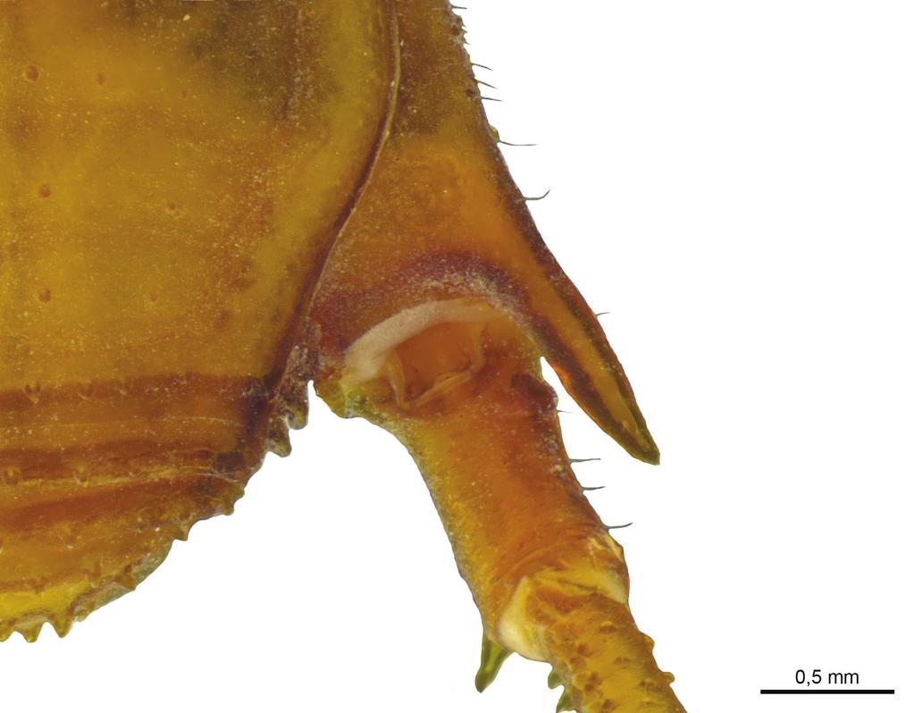 88 Ricardo Pinto-da-Rocha et al. / ZooKeys 537: 79 95 (2015) Figure 7. Iandumoema smeagol sp. n.