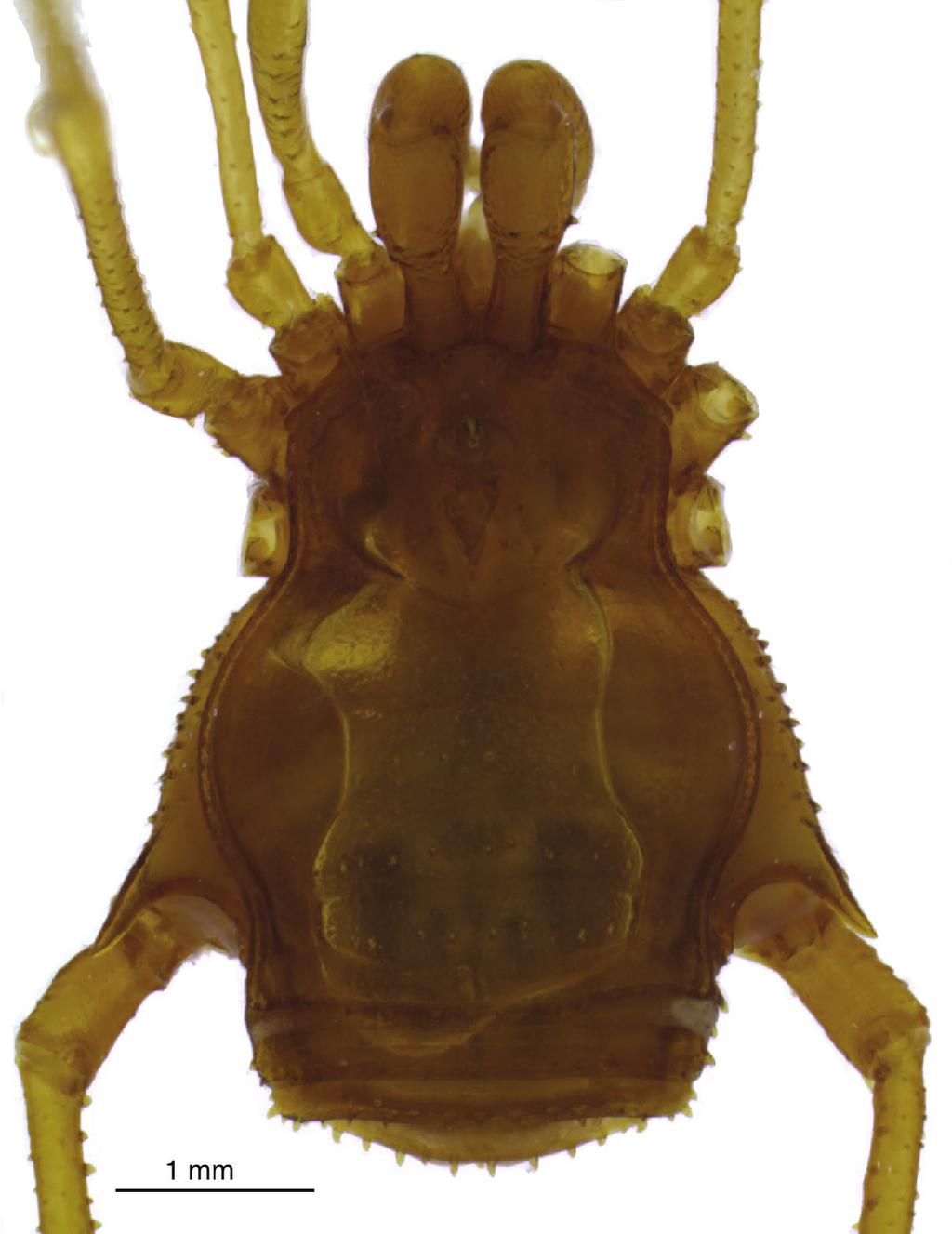 A new highly specialized cave harvestman from Brazil and the first blind species... 93 Figure 13. Iandumoema smeagol sp. n. Female (paratype, LES/UFSCar 6299): habitus, dorsal view.