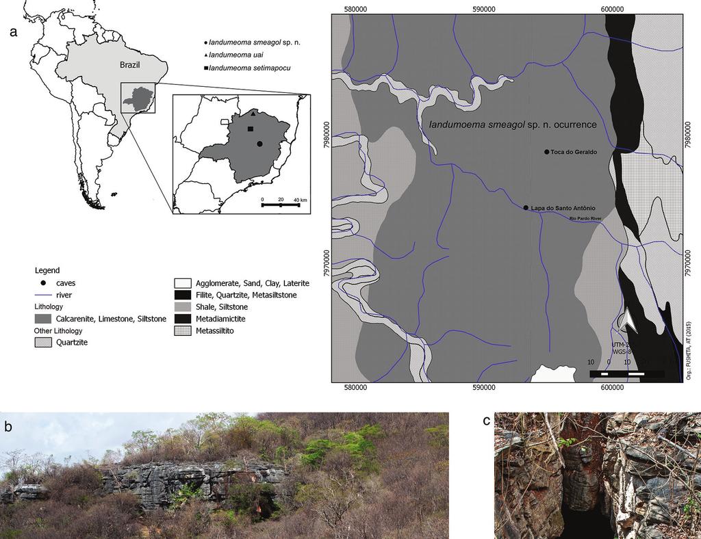 A new highly specialized cave harvestman from Brazil and the first blind species... 81 Material and methods Study area Iandumoema smeagol sp. n. is recorded from two caves from Monjolos region, Minas Gerais State, Brazil.