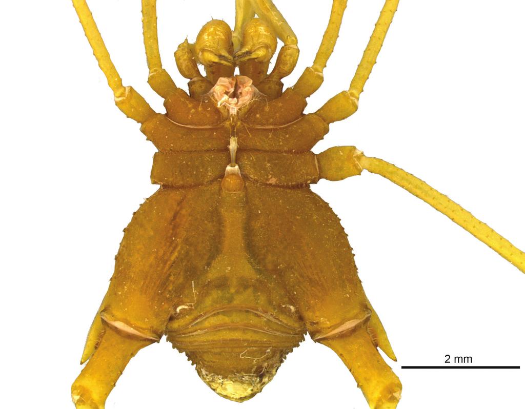 A new highly specialized cave harvestman from Brazil and the first blind species... 87 Figure 5. Iandumoema smeagol sp. n. Male (holotype): habitus, ventral view.