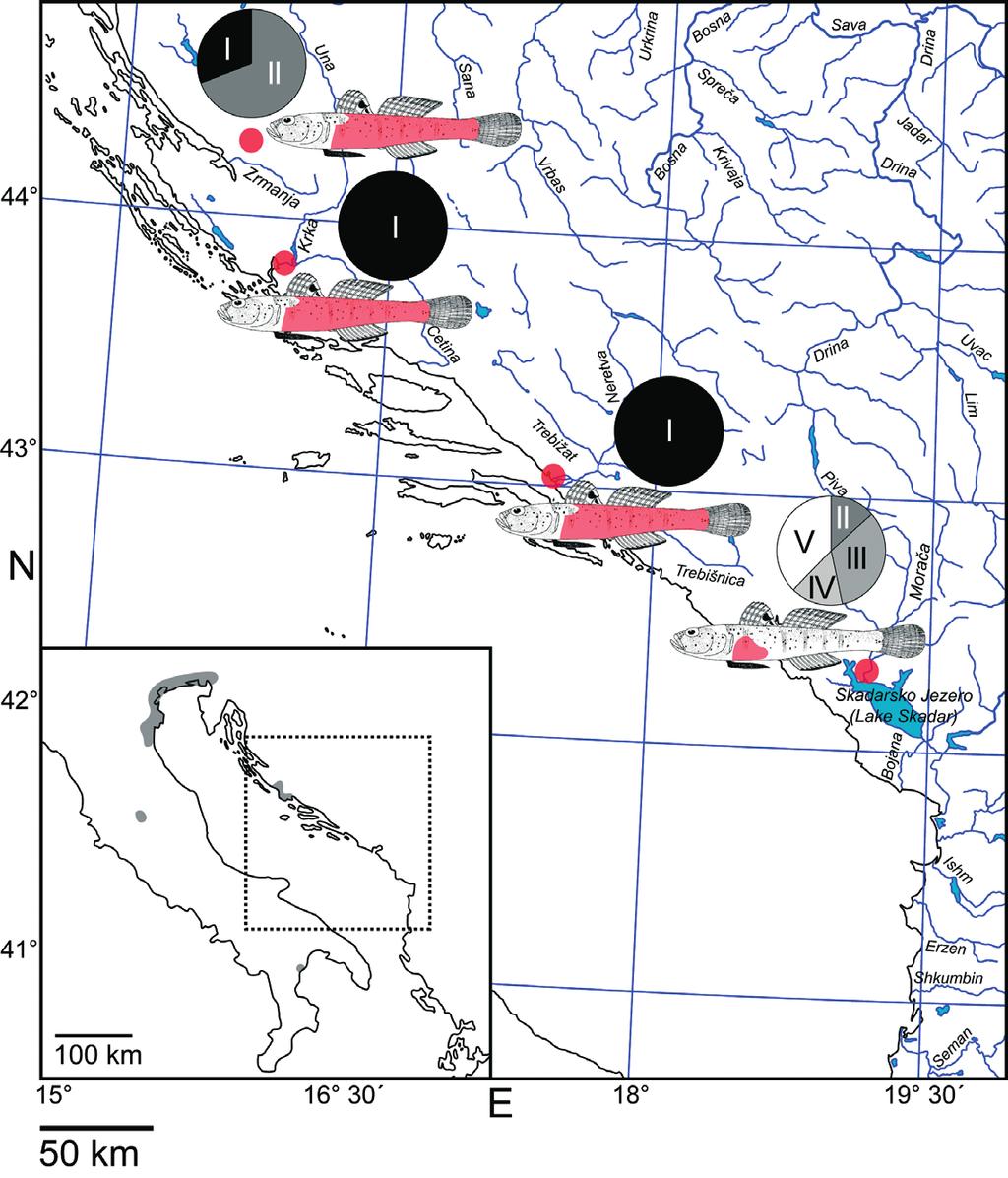 Outline map shows distribution of P. canestrinii, following Miller (2004). Abb. 3: Untersuchte Populationen von P. canestrinii. Rote Kreise zeigen Lage der Fundorte.