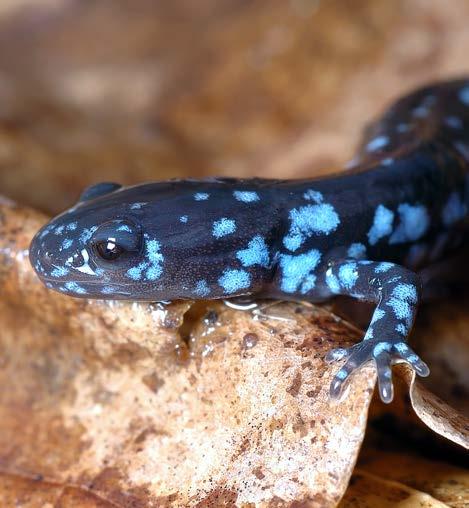 Abundant Redbacks Salamanders have been on earth since the days of the dinosaurs. Today, some 600 different species of salamanders can be found around the world.