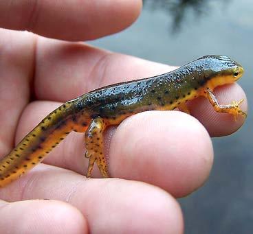 In New Hampshire, twelve species of salamanders occur statewide, occupying a wide range of habitats, from lakes, rivers and marshes to vernal pools and a variety of forest types.