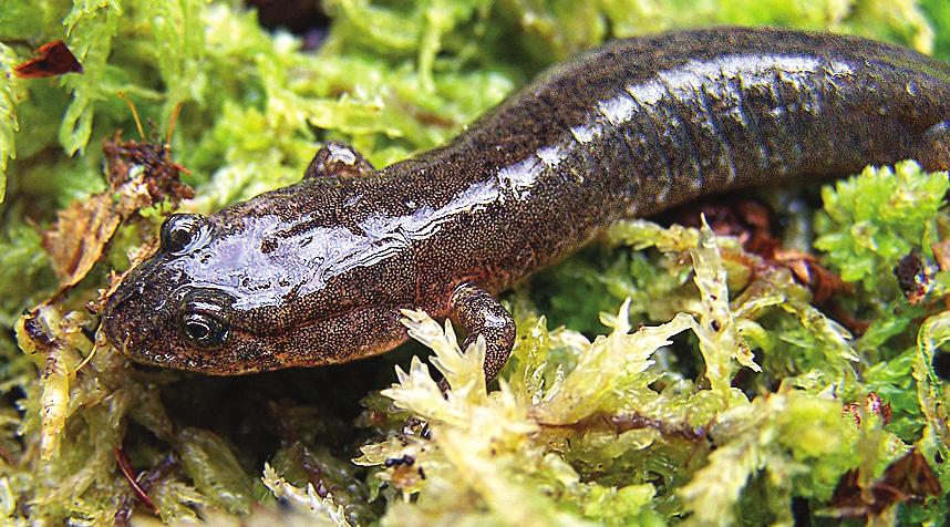 breeding pools. Our most common mole salamander is the spotted salamander (pictured on the cover of this issue), which can easily be identified by its bright yellow spots.