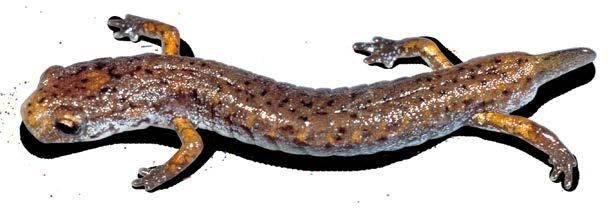 The distribution and abundance of two less-common mole salamanders, the Jefferson salamander and the blue-spotted salamander, is complicated because they interbreed, resulting in hybrids.