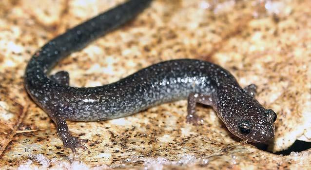 This thick-bodied salamander is darkly colored, with grey bands of various shapes and patterns across its back.