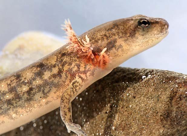 The biggest threat to mole salamander species is believed to be the loss and fragmentation of habitat, including filling of vernal pools and development of critical forested habitat that surrounds