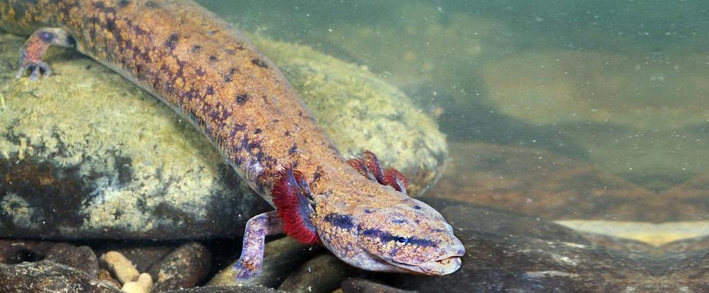 New Hampshire s largest salamander, the mudpuppy is found in parts of the Connecticut River.