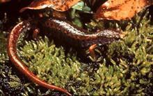 Four-toed Salamander (Hemidactylium scutatum) Species Overview Four-toed salamanders (Hemidactylium scutatum), a species of special concern, prefer northern and southern hardwood forests and to a