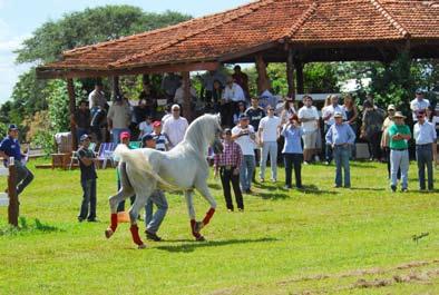 HOWS AND EVENTS Campo The Arabian Horse joined Expo Grande between April 23 and 24, in Campo Grande, State of Mato Grosso do Sul, one of the largest
