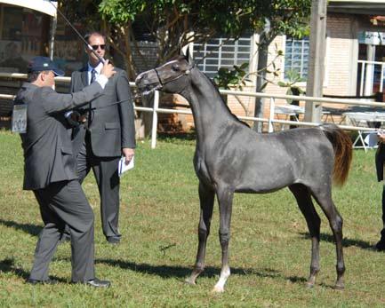 HOWS AND EVENTS Champion Jr. Filly Ametista Al Jade Reserve Champion Jr. Filly Batys El Hylan The Champion Mare Monna El Hylan comes from Haras Engenho, property of Laucídio Coelho.