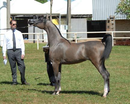 The mother is Melina Vasc (AF Vasco by *Basco) breeded by Haras Engenho itself which, besides Monna, made the Reserve Champion Horse Horus El Jahad (Jahad El Ludjin x Hamar Nej by *Nejny); Champion