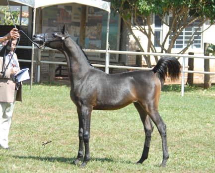 Kameron is the son of Mirage LM and Kati Marines, a granddaughter of El Shaklan by Samr NA and was bred by Osmar Dutra from Haras Recanto dos Pássaros. From the sire Mirage LM also came the Jr.