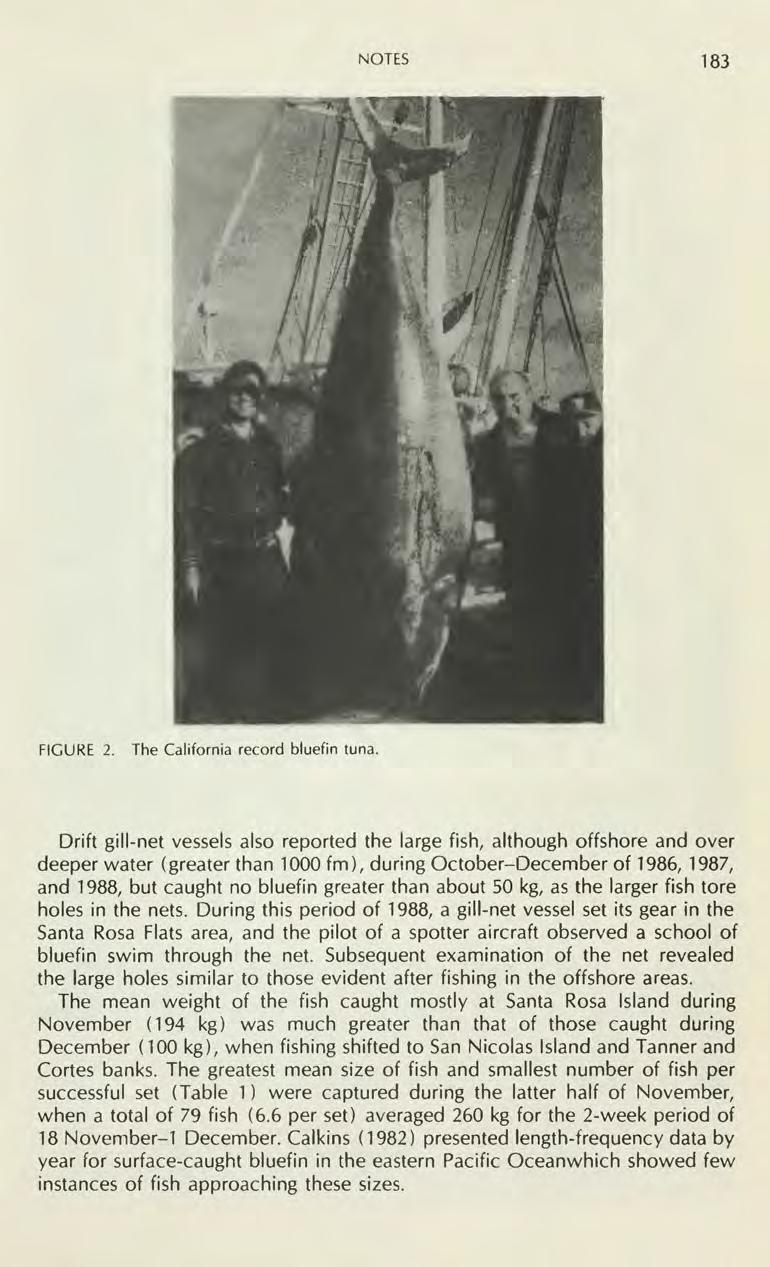 NOTES 183 FIGURE 2. The California record bluefin tuna.