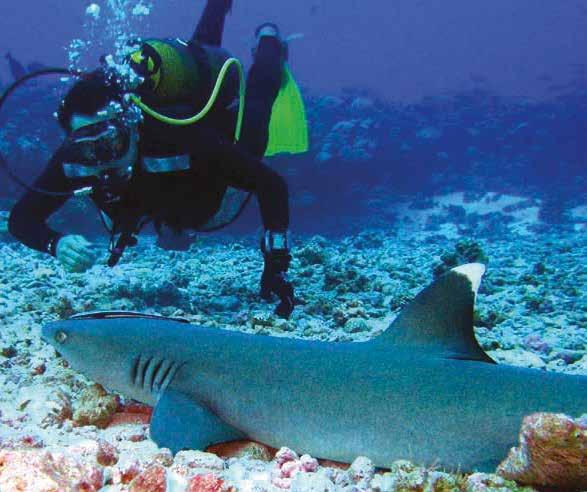 SCUBA DIVING (for beginners) Activity description: Bora Bora is rated as one of the best scuba diving spots in the world for both beginners and