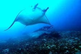 In the morning you can easily find there dozens of manta rays.