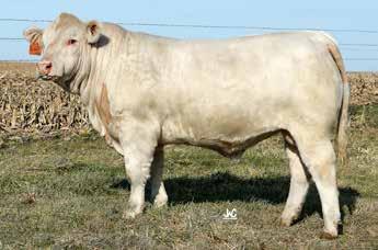 0 22 1.2 203.40 #553 will be appreciated by the purebred breeder and the commercial cattleman alike. He is the most complete bull from our LT Bridger x 863 flush.