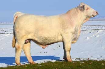 No guess work needed here in this mating. Proven pedigree that excels in many categories.