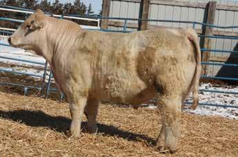 Arsenal's sire Knob Creek has proven to be a top carcass and performance bull.