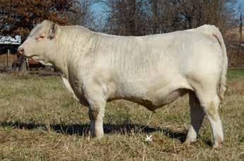 30 If you are looking for an outcross herd sire, look no further.