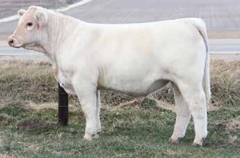 His dam LC Shiloh was the 2013 Minnesota Youth Beef Experience Program Heifer donated by Liebelt Charolais. He is long bodied, thick made, extremely docile, & has superior conformation.