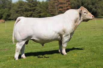 SF ELIMINATOR 833 POLLED BW: 82 lbs ADJ. WW: 778 lbs -0.5 1.0 29 50 17 0.8 32 1.2 188.69 Its hard to pass this bull up! Double Shot has style and balance that is sure to impress you.