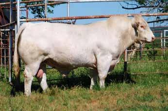 BW: 89 lbs ADJ. WW: 702 lbs R: 105 1.1 1.8 32 57 14-0.3 30 1.0 196.63 Heres a bull that has the look and the name, he will have many visitors on sale day.