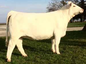 18 Pasture exposed from 5-19-16 to 8-26-16 to WC CCC Rocket 4101 P ET. This female is a moderate framed, deep-bodied daughter of our senior herd sire WC Over Time 3015.