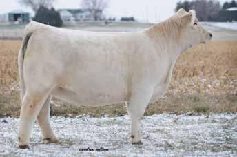She is bred to their WC Over Time 3015 bull that they bought from Wright Charolais for $18,000. The mating of him on our Ledger daughters has been an excellent cross.