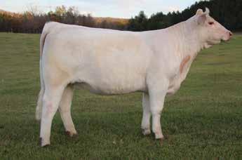 This is an easy doing, sound heifer with brood cow potential. Her added extension coupled with a feminine look and functionality makes her an excellent addition to any herd.