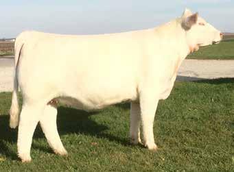 Elsa was Reserve Intermediate Champion Female at the 2016 Illinois State Fair. This female has tremendous power through the center part of her body, and is extremely soft made and easy doing.