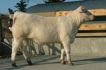She can compete at the highest levels. Though she may have great show potential, her brood cow potential is unlimited. Her grand sire Easy Pro has produced some of the top females in the breed.