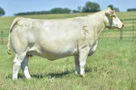 cattle, $60,000 for Reiman Cattle Company and $40,000 for Brad Smith. The Outsider semen is having the hottest market for semen sales in the breed selling for $500 to $800 per unit!