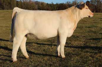 Norah is a full sister to NGC Humble that sells in this sale. 11 full sibs to Norahhave sold for average of $12,870 in the past two years.