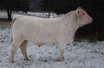 95 Here is an exciting son of Sundance and our donor Miss Distance 149. Her dam Impressions 77N was a full sister to the Denver Champion Infinite Justice that we purchased from Petersons in Missouri.
