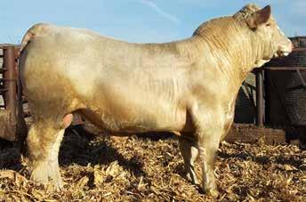 46 This good fall bull is a WC Bluegrass son with loads of power and performance. Here is a chance to add pounds to your calves and a good opportunity to add value to your program.