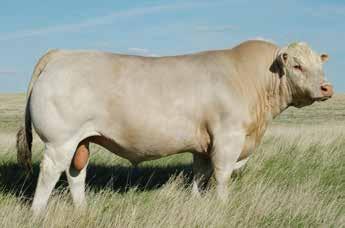 His sire is Big Creek Game Changer 192 PET who has produced the Champion Female at the 2015 American Royal National ROE show, the Reserve Champion Female at the 2016 Houston Livestock Show and Rodeo
