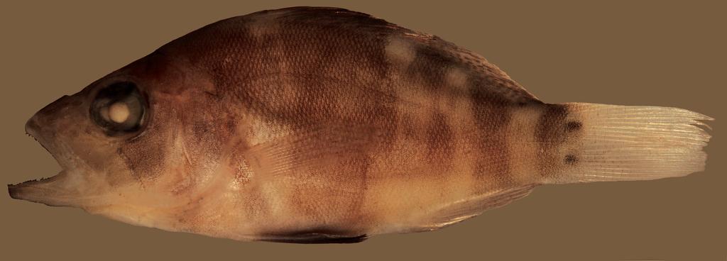 Hypoplectrus floridae, n. sp. Figs. 1 5 Holotype. SIO 12-58 (1) 40.3 mm SL, SW Florida, off Everglades, Ten Thousand Islands (25.6, -81.25 ), July 14, 2011, SEAMAP surveys. Paratypes.