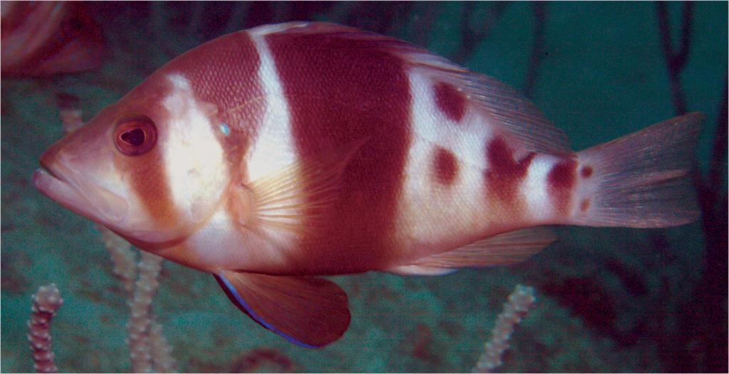 is speckled with round blue spots and short lines and the orbit is ringed with a blue line. The snout markings vary from one fish to another and likely function for individual recognition.