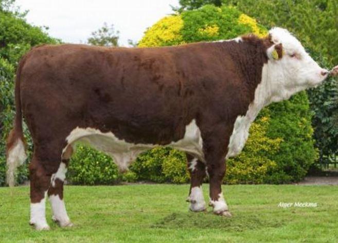Pieter P Hereford Polled Velner Pieter P is a polled Hereford bull with good development and a generous layer of muscle.
