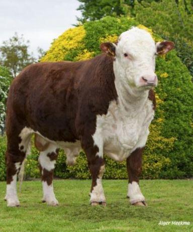 code ~ H 9393 Date of birth ~ 02/05/2011 Breed ~ 100% Hereford Straw colour ~ Yellow Calving