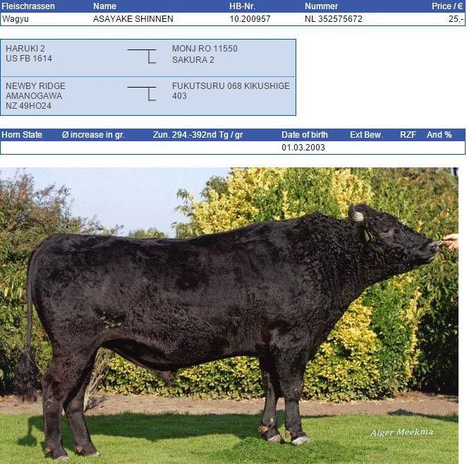 WAGYU Cattle Genie can supply the breeders of Great Britain three excellent 100% pure Wagyu Sires from the bull stud of KI-SAMEN b.v.